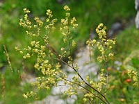 Wiesenraute, Felsen-Klein-